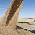 Data for Saskatchewan shows the benefit of this year’s higher crop yields is often negated by lower prices. | File photo