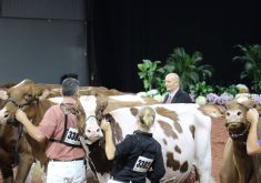 Some of the top cattle from North America travel to World Dairy Expo in Madison each fall. Due to the outbreak of the bird flu virus , WDE officials ramped up biosecurity at this year's show to protect the dairy cattle. | USA Today Network via Reuters Connect photo