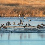 The risk of avian flu transmission increases in hunting season due to increased interaction with wild birds, NDSU staff said in an article posted this month. Waterfowl, gulls, terns and shorebirds are the primary carriers of avian influenza A —the strain responsible for deadly outbreaks in poultry flocks and, more recently, milder outbreaks in U.S. dairy herds. | File photo