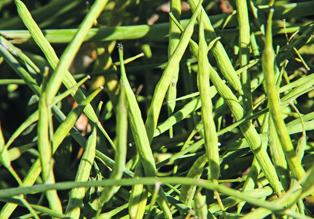 Canola price weakens on supply forecast, trade tension | The 