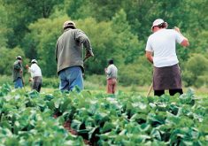 In an Angus Reid poll released last week, 56 percent of respondents said Canada brings in “way too many” or “too many” temporary foreign workers. | File photo