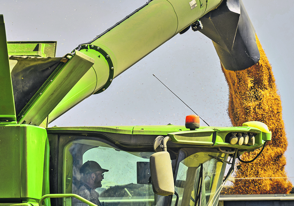 Bill De Paoli unloads freshly harvested wheat into a grain cart near Cayley, Alta., late last month. Ninety-eight percent of the 381 Canada Western Red Spring wheat samples that have been sent so far to the Canadian Grain Commission have made the top two grades.  |  Mike Sturk photo