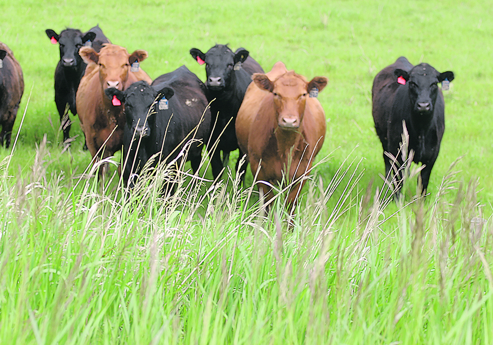 Image for Beef cow, replacement heifer numbers suggest producers aren’t ready to grow herds: FCC