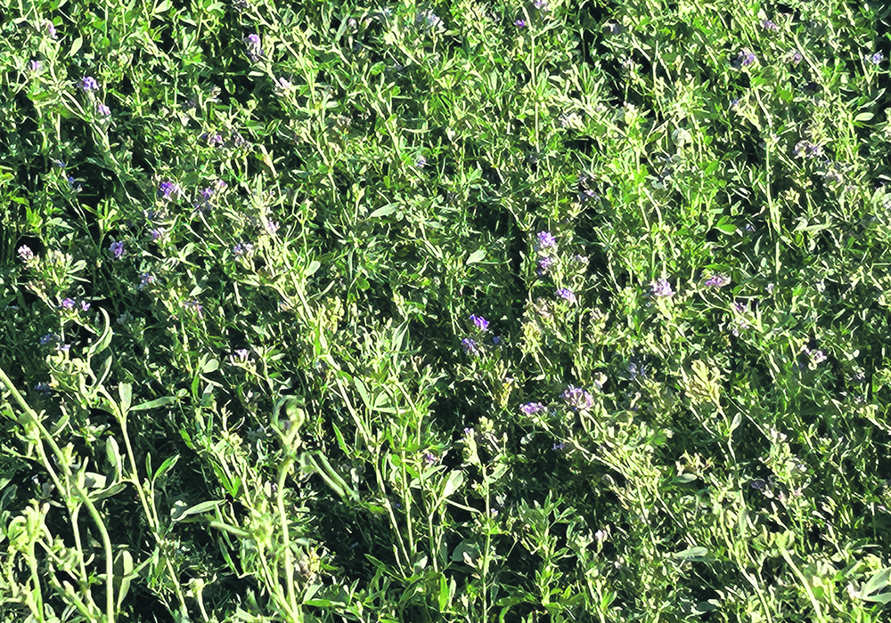 Researchers have uncovered evidence that some alfalfa varieties respond differently to specific beneficial microbes in the soil.  |  File photo