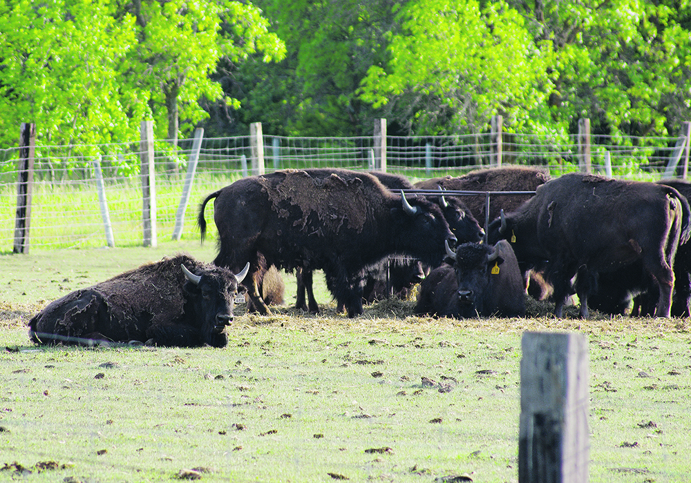 There are 21 registered breeders of purebred Plains bison in Canada and six well-established purebred Wood bison breeders.  |  Alexis Stockford photo