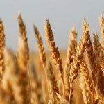 Todd Hyra, western business manager for SeCan, urged producers to note its CWRS variety AAC Oakman VB, which carries tolerance to both midge and sawfly, but it is not available until 2026. | File photo