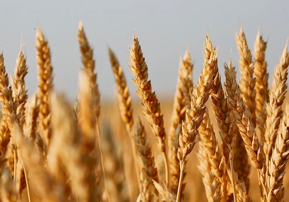 Todd Hyra, western business manager for SeCan, urged producers to note its CWRS variety AAC Oakman VB, which carries tolerance to both midge and sawfly, but it is not available until 2026. | File photo