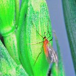 Wheat midge adults are tiny orange-coloured flying insects that are typically observed at dusk under calm conditions. | File photo