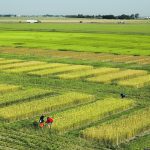 Researchers work with winter wheat in test plots at Agriculture Canada’s research centre in Lethbridge. | Byron Lee/Agriculture Canada photo
