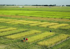 Researchers work with winter wheat in test plots at Agriculture Canada’s research centre in Lethbridge.  |  Byron Lee/Agriculture Canada photo