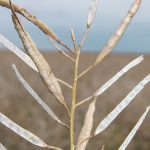 University of Manitoba researchers test canola cultivars to identify genetic material that has tolerance to pod shatter. | File photo