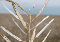 University of Manitoba researchers test canola cultivars to identify genetic material that has tolerance to pod shatter. | File photo