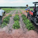 For the last couple of years, Agriculture Canada scientists have been blasting broadleaf weeds with corn grit, walnut grit and baking soda to see if abrasive materials can control weeds on high value crops such as potatoes, blueberries, wine grapes and dry beans. | Agriculture Canada photo