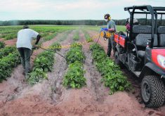 For the last couple of years, Agriculture Canada scientists have been blasting broadleaf weeds with corn grit, walnut grit and baking soda to see if abrasive materials can control weeds on high value crops such as potatoes, blueberries, wine grapes and dry beans.  |  Agriculture Canada photo