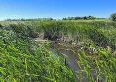 The agriculture industry says Saskatchewan is behind other jurisdictions in terms of education about water management, and there is a need for “one big table” where everyone involved in water can discuss issues.  |  Karen Briere photo