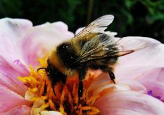 I was sitting on our deck one evening and noticed a fat bumblebee flitting from flower to flower. It would stick what I’ll call its nose in one flower, dig around in there for a couple of seconds and move on to the next one. | Getty Images