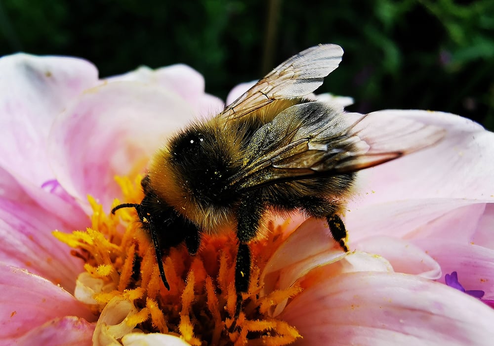 I was sitting on our deck one evening and noticed a fat bumblebee flitting from flower to flower. It would stick what I’ll call its nose in one flower, dig around in there for a couple of seconds and move on to the next one. | Getty Images