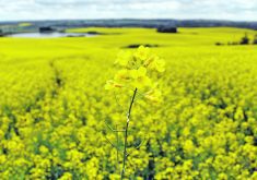 The author writes that the federal government’s pandering to the domestic electric vehicle industry has sacrificed Canadian canola growers.  |  File photo