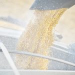 The USDA is forecasting a record corn yield of 167.8 bushels per acre for Canada in 2024-25. The USDA is also forecasting record soybean yields for Canada of 46.4 bu. per acre based on NDVI maps and the August crop tour of southern Ontario. | File photo