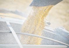 The USDA is forecasting a record corn yield of 167.8 bushels per acre for Canada in 2024-25. The USDA is also forecasting record soybean yields for Canada of 46.4 bu. per acre based on NDVI maps and the August crop tour of southern Ontario. | File photo
