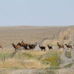 The Big Game Management Extended Hunt will occur Nov. 1 to 10 in the Saskatchewan RMs of Livingstone, Hazel Dell, Kelvington, Bjorkdale and Leask. | File photo