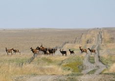 The Big Game Management Extended Hunt will occur Nov. 1 to 10 in the Saskatchewan RMs of Livingstone, Hazel Dell, Kelvington, Bjorkdale and Leask. | File photo