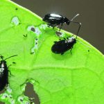 Mustard growers face many of the same agronomic challenges as canola growers do, and that includes flea beetles. | File photo