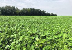 South American farmers are only just starting the seeding season, but forecasts expect a record large soybean crop if the region avoids drought.  |  Greg Berg photo