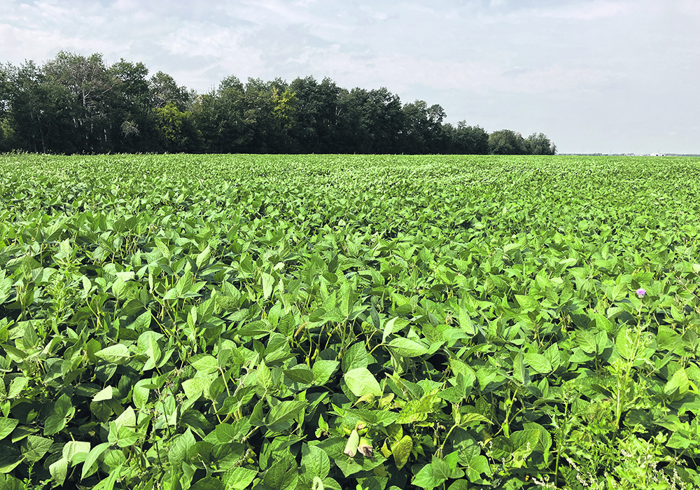 South American farmers are only just starting the seeding season, but forecasts expect a record large soybean crop if the region avoids drought.  |  Greg Berg photo