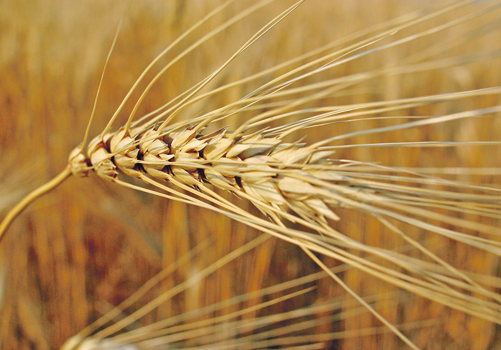 Canada’s big durum crop is weighing down the market. Farmers produced an estimated 6.03 million tonnes of durum in 2024, a 48 percent improvement over last year, according to Statistics Canada.  |  File photo