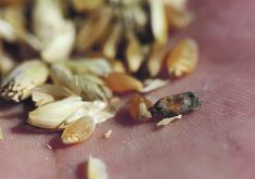 Compared to previous years, said Alireza Akhavan, a provincial plant disease specialist in Saskatchewan, she has received “significantly more” reports of fusarium head blight in cereal crops this season. | File photo