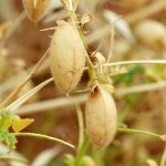 In recent years, chickpea acreage has been rising. | Getty Images