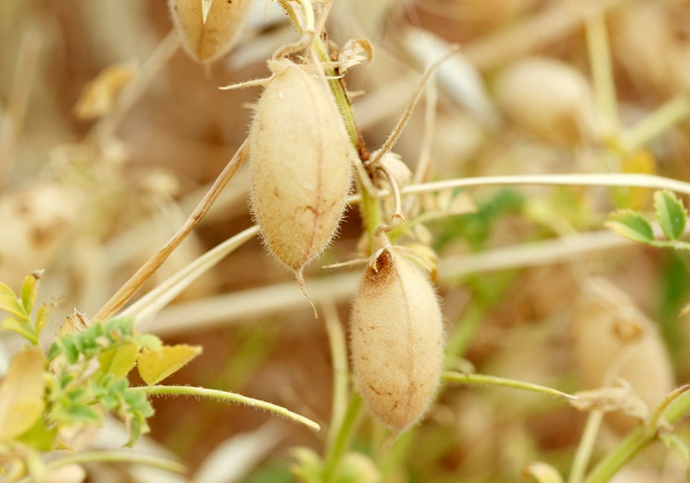 In recent years, chickpea acreage has been rising. | Getty Images