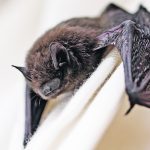 White nose syndrome has decimated bat populations in North American, and a recent study validates previous predictions that the loss of this species and its role in biological pest control would negatively impact agriculture. | File photo
