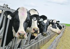 The eating experience of beef-dairy crossbreds is likely better than that of beef cattle because of the age of animals when slaughtered.  |  File photo