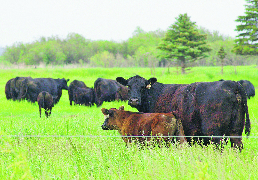 The first Canadian Cow-Calf Survey has found that breeding season length varies by region, with Alberta and Saskatchewan reporting shorter seasons (80 and 87 days, respectively) compared to Quebec and the Maritimes, where the season is 131 days.  |  Alexis Stockford photo