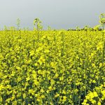 The Wheat Growers Association recently pointed out in a letter to the federal government the compensation that supply managed farmers receive for damage from trade deals and argued that there should be equal treatment for grain producers who could soon be facing trade-distorting tariffs resulting from China’s anti-dumping investigation into canola. | File photo
