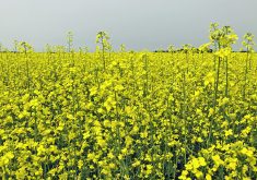 The Wheat Growers Association recently pointed out in a letter to the federal government the compensation that supply managed farmers receive for damage from trade deals and argued that there should be equal treatment for grain producers who could soon be facing trade-distorting tariffs resulting from China’s anti-dumping investigation into canola.  |  File photo
