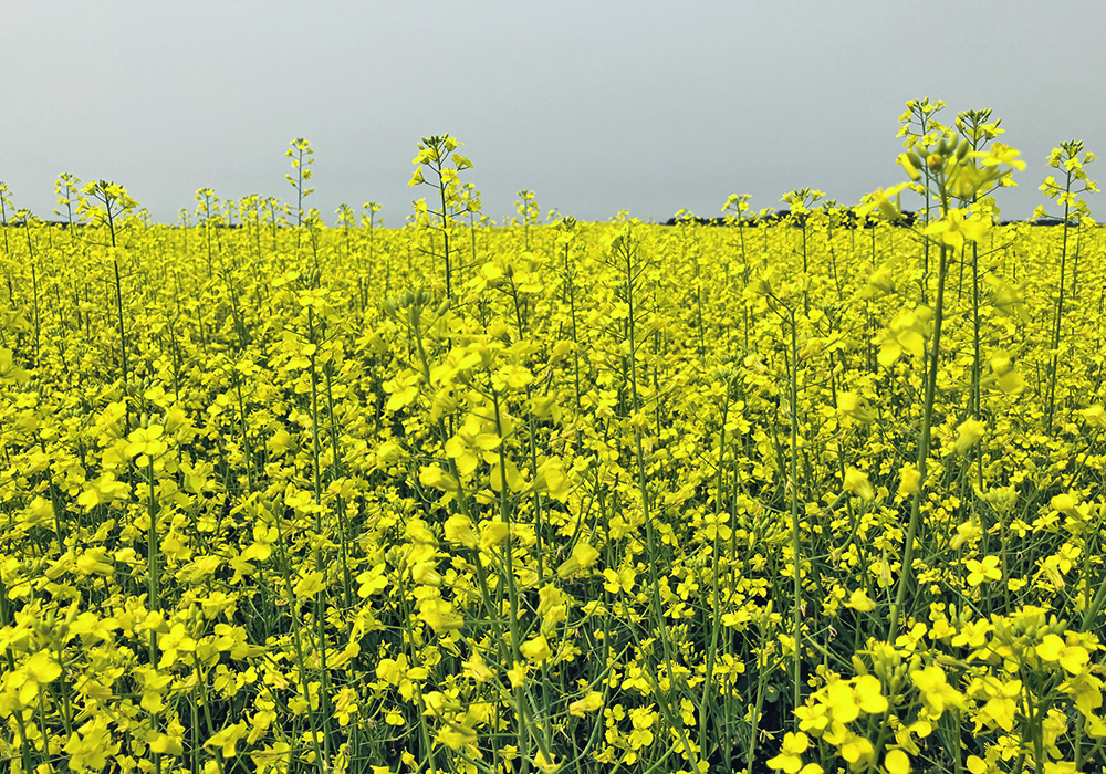 The Wheat Growers Association recently pointed out in a letter to the federal government the compensation that supply managed farmers receive for damage from trade deals and argued that there should be equal treatment for grain producers who could soon be facing trade-distorting tariffs resulting from China’s anti-dumping investigation into canola.  |  File photo