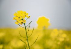 Complaints about Statistics Canada’s numbers on mustard, dry beans, canaryseed and other small acre crops popped up in presentations and panel discussions throughout the day-and-a-half Canadian Pulse and Special Crops Conference, which drew participants from across Canada and from 21 other countries. | Getty Images