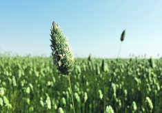 Canaryseed exports have dropped below 120,000 tonnes from almost 160,000 tonnes in 2014.  |  File photo