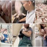 Andrea Elias explains pig stewardship in a humorous way on her Southern Prairie Pigs social media account. | Screencap via instagram.com/@southern_prairie_pigs