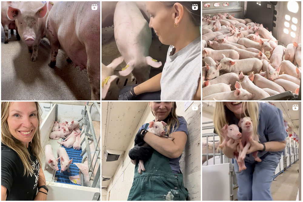 Andrea Elias explains pig stewardship in a humorous way on her Southern Prairie Pigs social media account. | Screencap via instagram.com/@southern_prairie_pigs