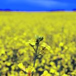 The author writes that regardless of the outcome, China’s anti-dumping investigation is going to damage Canadian canola growers. | File photo
