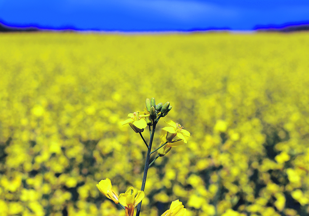 The author writes that regardless of the outcome, China’s anti-dumping investigation is going to damage Canadian canola growers.  |  File photo
