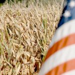 For this year’s estimated 15.2 billion bu. corn crop, the forecasted year-to-year drop means 2024’s crop will generate an estimated $11.4 billion less in gross farm income. That’s a hard hit to the wallet. | File photo