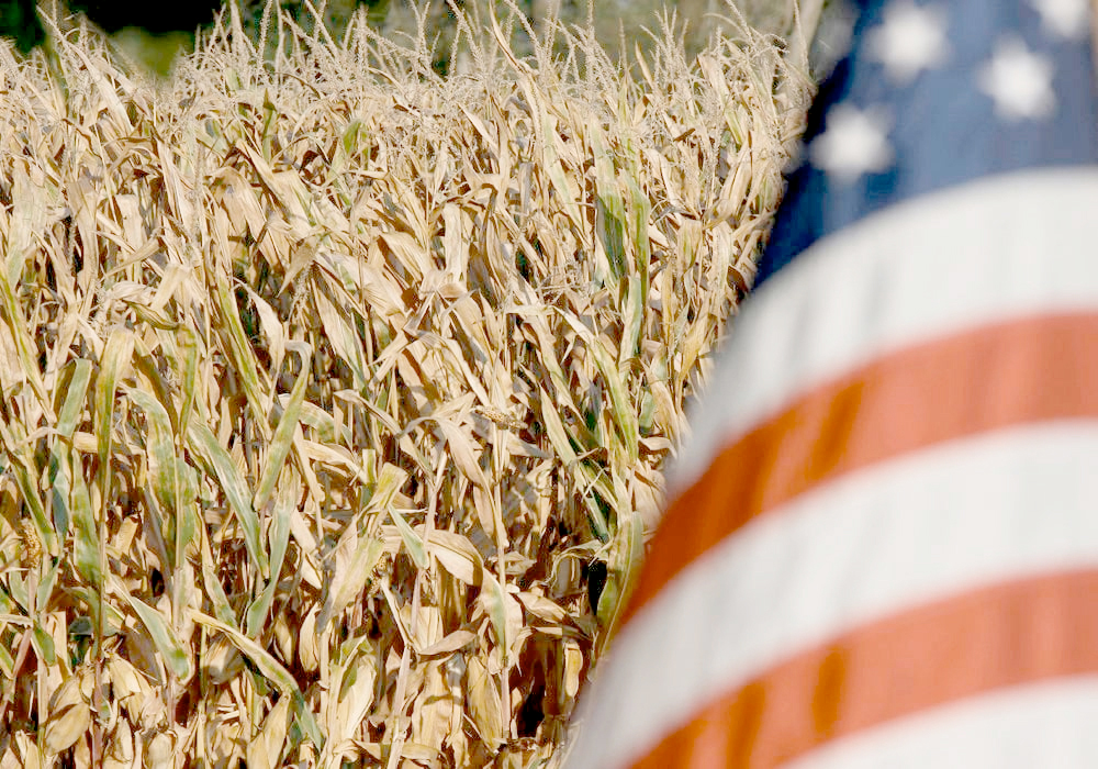For this year’s estimated 15.2 billion bu. corn crop, the forecasted year-to-year drop means 2024’s crop will generate an estimated $11.4 billion less in gross farm income. That’s a hard hit to the wallet. | File photo