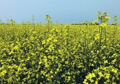 Canada exported 1.676 million tonnes of canola over the first seven weeks of the crop year to Sept. 22. That is more than double the pace of the previous three years and even stronger than the previous high mark of 1.361 millions tonnes at the same point in 2020.  |  File photo