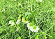 Peas are the most popular pulse ingredient in dog and cat food.  |  File photo