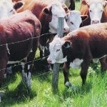 Cattle will do better if they can be calmed down at the stressful times of their lives, such as weaning, showing and transportation. | File photo